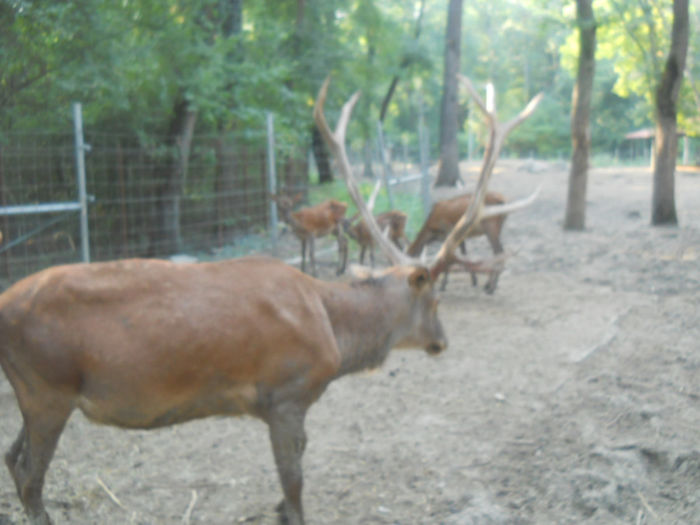 porumbeii nunta 060 - Zoo timisoara