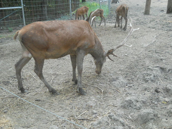 porumbeii nunta 061 - Zoo timisoara