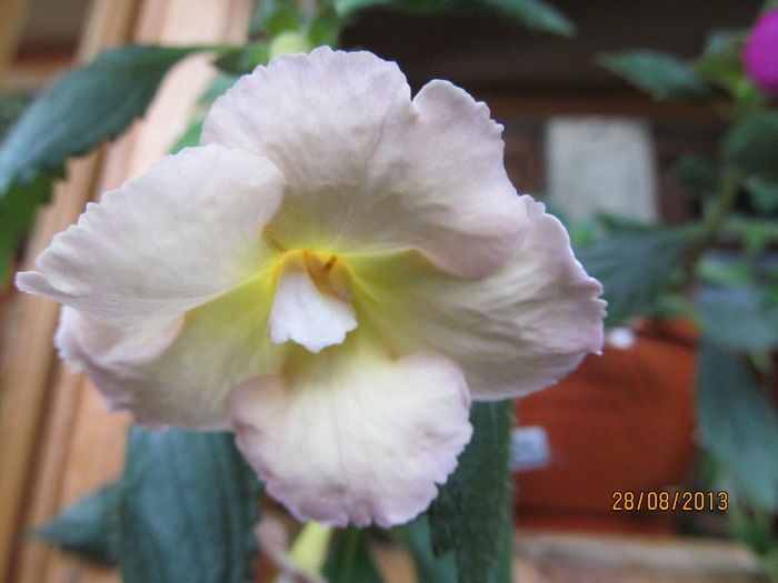 yellow english(SS)-un bej!!!!