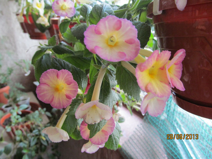 IMG_0744 - ACHIMENES 2013