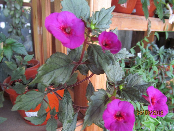 IMG_0738 - ACHIMENES 2013