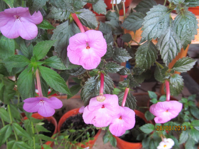 wetterlow 's triumph