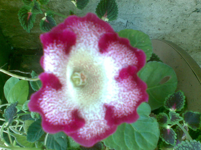 08082013(002) - gloxinia 2013