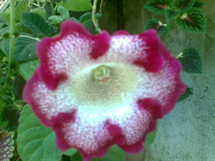 08082013 - gloxinia 2013