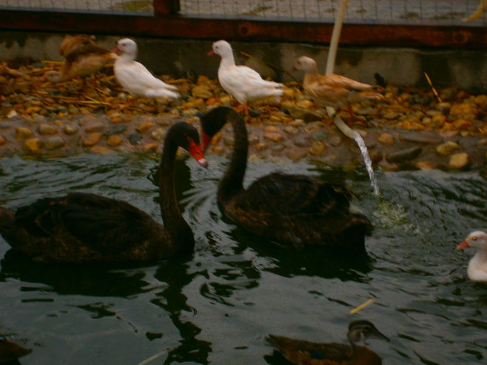 P8282326 - Lebede negre-swans-Nu le mai am