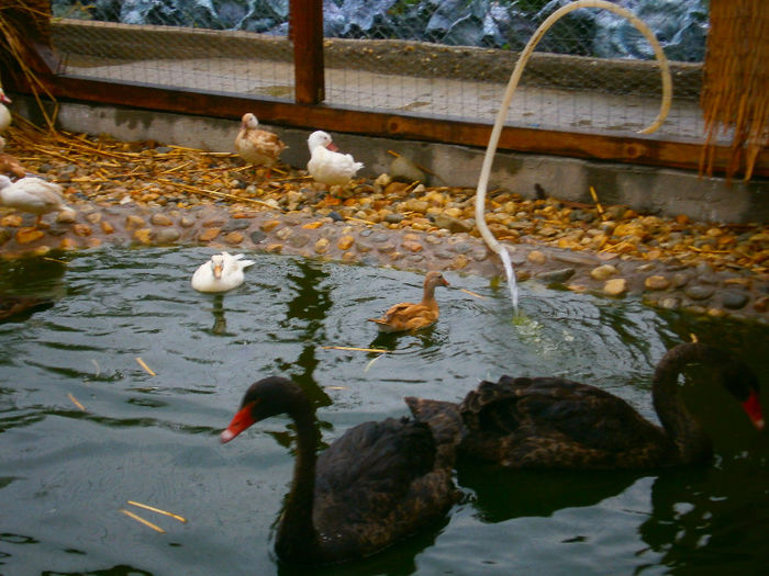 P8282333 - Lebede negre-swans-Nu le mai am