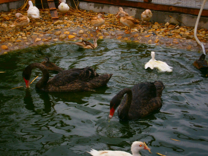 FIECARE-SI STIE LOCUL EI!!!