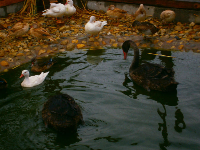 P8282343 - Lebede negre-swans-Nu le mai am