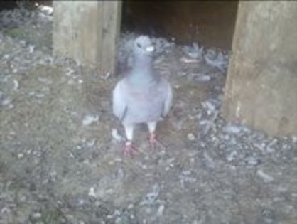 19926146_ROWEYQQTH - m---PORUMBEI VANDUTI