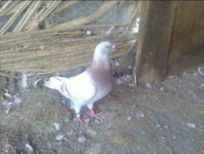 19926153_OEIVQNALK - m---PORUMBEI VANDUTI