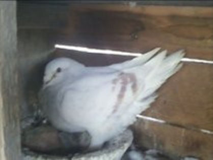 19926237_TLTLLBRFK - m---PORUMBEI VANDUTI