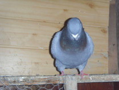 22222222225 - m---PORUMBEI VANDUTI