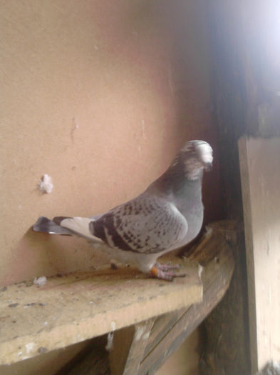 P281110_12.28_[01] - m---PORUMBEI VANDUTI