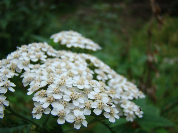 DSC00524