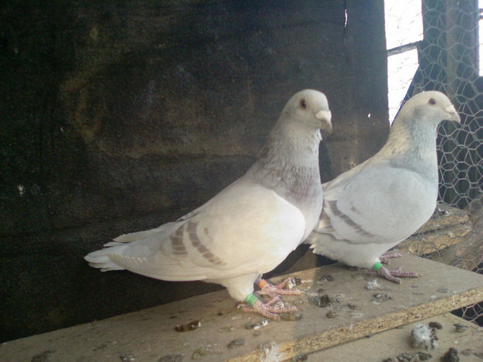 Photo-0086 - m---PORUMBEI VANDUTI