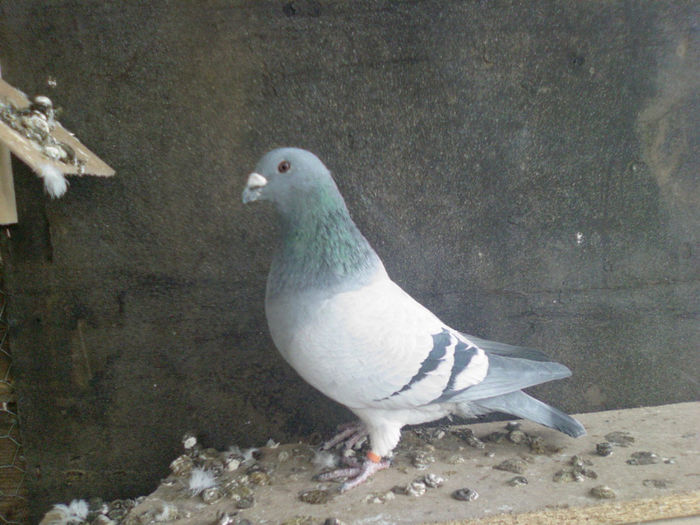 Photo-0099 - m---PORUMBEI VANDUTI