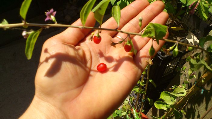goji olandez si goji din gard
