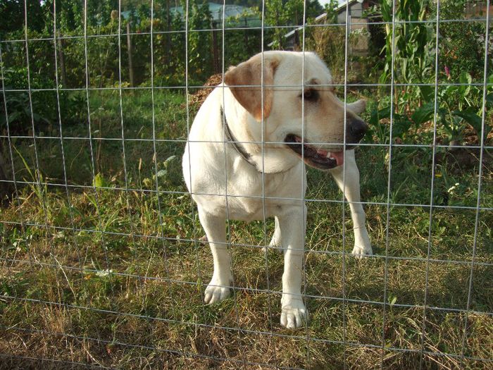 092 - Cora-Labrador retriever