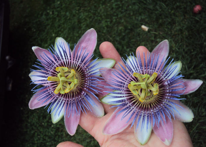 DSC09620 - Passiflora