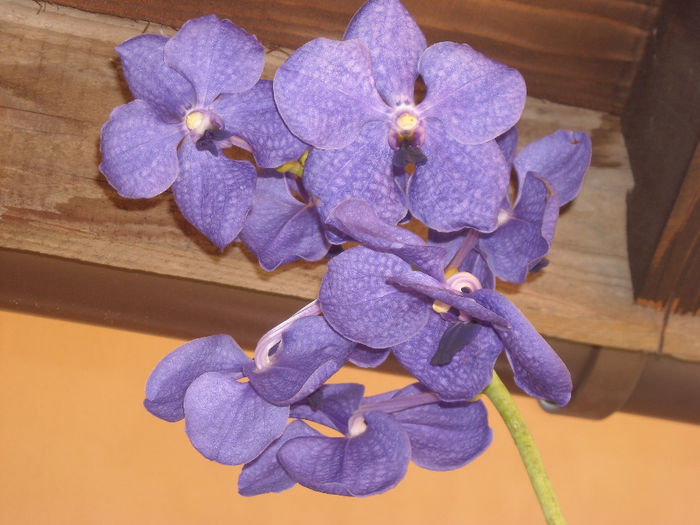 DSCN4176