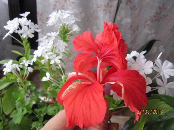 Copy of IMG_1763 - flori