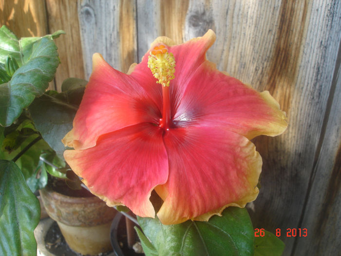 DSC08419 - 2013 hibi