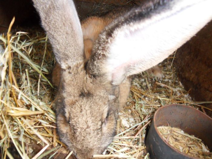 SDC11365 - sezon nou 2013-20I4