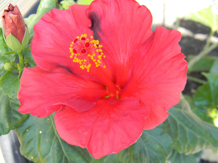 DSCN6215 - HAWAIIAN RED