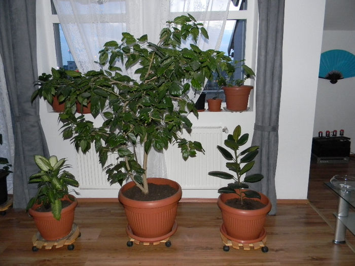 DSCN5426; FICUS, HIBISCUS ROSU FLOARE DUBLA SI DIEFENBACHIA CAMILLA
