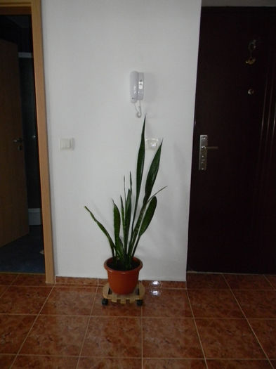 DSCN5336