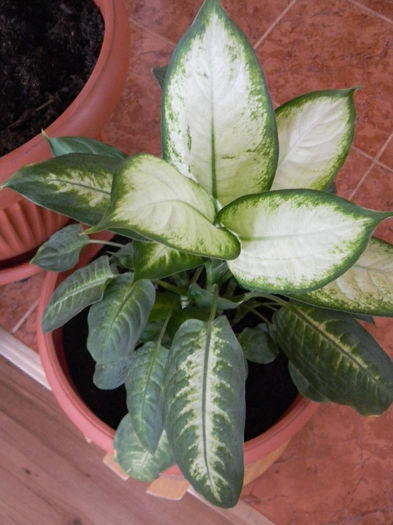 DSCN5359; DIEFFENBACHIA PICTA CAMILLA
