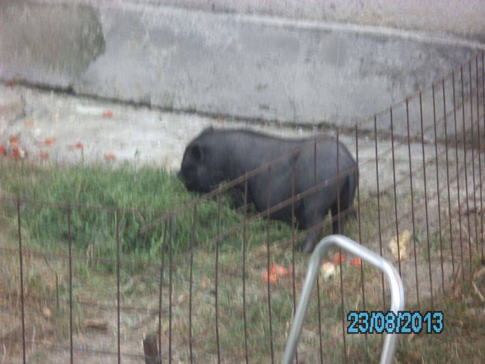 IMG_0668 - Porci vietnamezi Bacau
