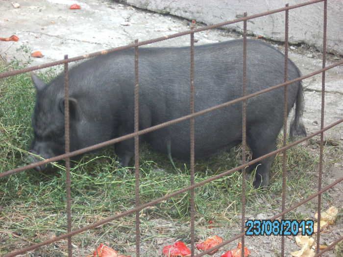 IMG_0671 - Porci vietnamezi Bacau