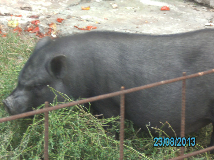 IMG_0672 - Porci vietnamezi Bacau