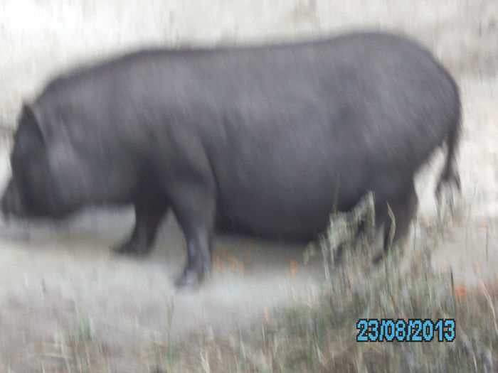 IMG_0673 - Porci vietnamezi Bacau
