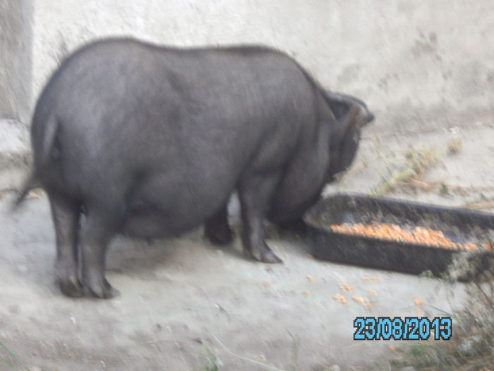 IMG_0674 - Porci vietnamezi Bacau