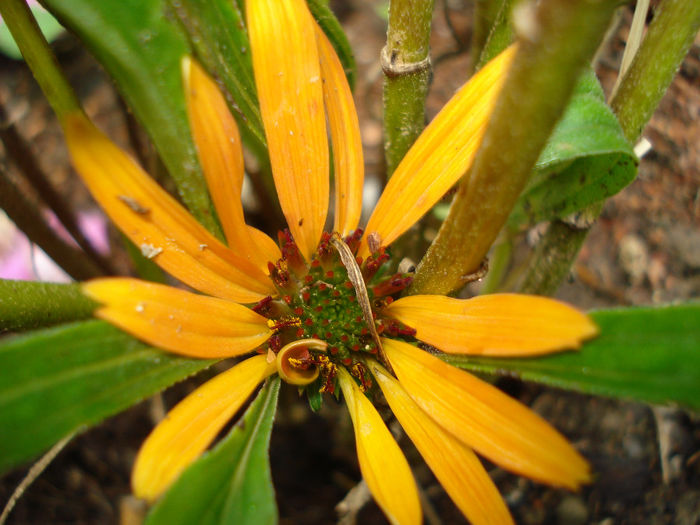 Echinaceea Sundown, 28.08.2013