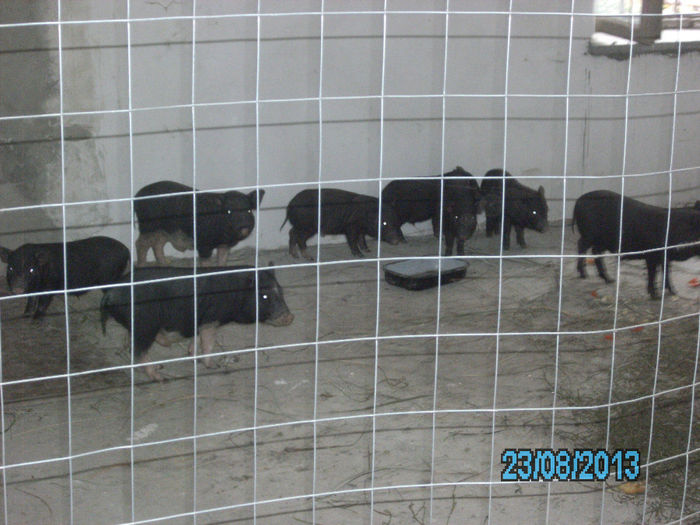 IMG_0691 - Porci vietnamezi Bacau