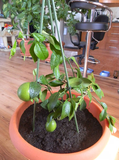 DSCN4692; LAMAI COMESTIBIL - CITRUS LIMON MEYERI -
