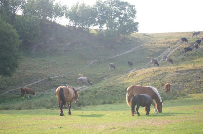 ciurda satului; poze de la musafiri dragi
