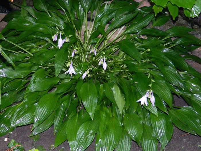 DSCN0557 cu ploi - AUGUST 2 2013