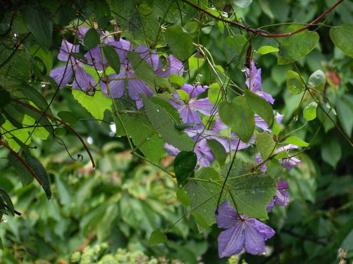 DSCN0562 - AUGUST 2 2013