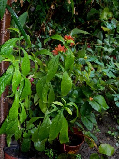 DSCN0573 - AUGUST 2 2013