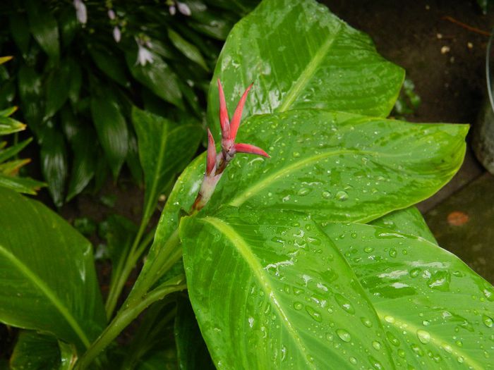 DSCN0583 - AUGUST 2 2013