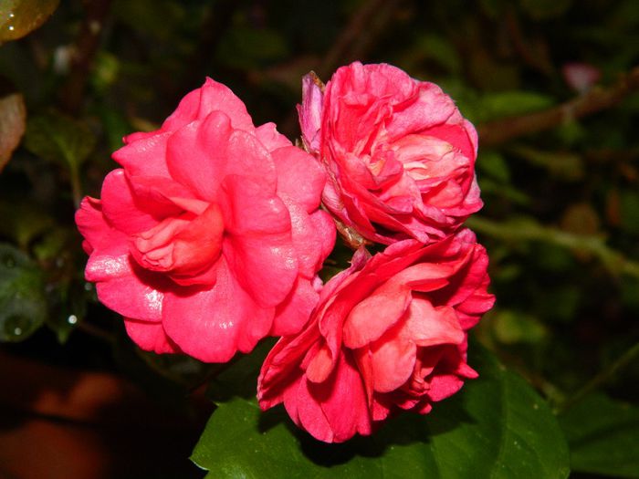 DSCN0585 - AUGUST 2 2013