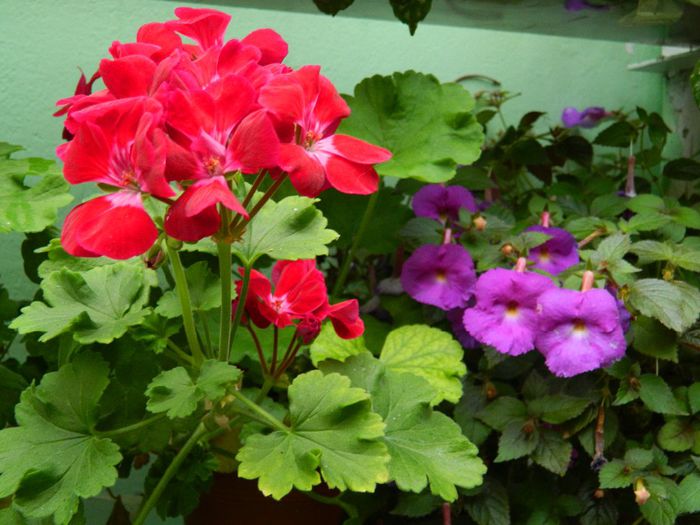 DSCN0596 - AUGUST 2 2013