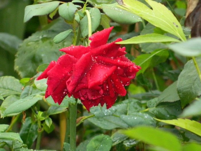 DSCN0601 - AUGUST 2 2013