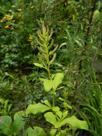 DSCN0606 multi bobocei