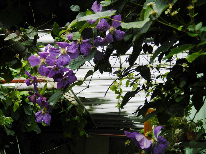 DSCN0615 - AUGUST 2 2013