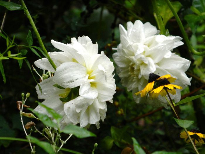 DSCN0620 - AUGUST 2 2013